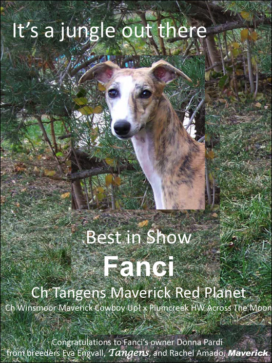 Franci Best In Show