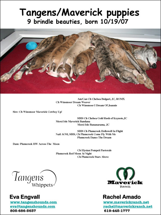 Tangens/Maverick Puppies